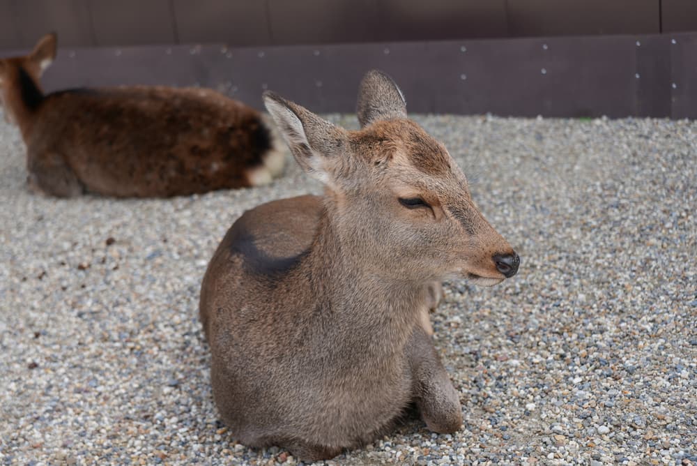 A young deer resting on gravel in Nara Park